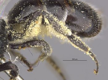 Media type: image;   Entomology 23485 Aspect: Leg hind